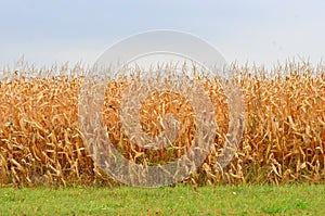 Late summer corn field