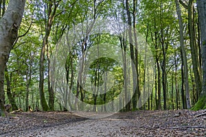 During late summer the deciduous trees already shed some of their leaves on this path through the beautiful Speuldersbos