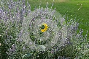 Late summer flowers and lawn background