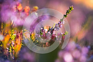 Late summer flowers in lovely warm colours