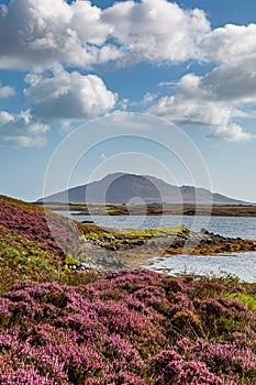 Late Summer Heather in the Hebrides