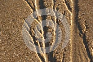 Late summer strolling over the sands on the beaches of Whitstable, Kent, UK taking in the sights and patterns in the sand made by