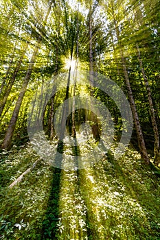 Late summer sunlight breaking through the trees at a mystical lane