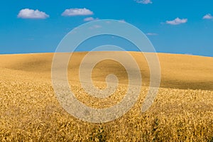 Late Summer Wheat Fields