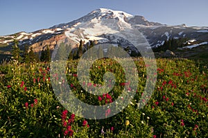 Late Summer Wildflowers Mt. Rainier National Park Skyline Trail