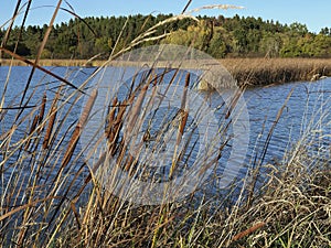 Late sunny afternoon in autumn on the shores of the lake, with cigar-like cattail flowers in the foreground