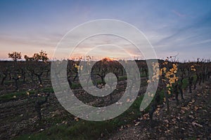 Late sunset landscape of the French Anjou vine plants in winter.