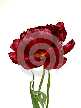 Late terry  red tulip on an isolated background
