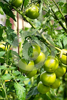 Late unripe green tomatoes grow in the garden in summer. Growing tomatoes as a business. Agriculture, close-up