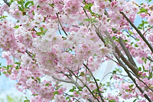 The late varieties of Japanese Sakura that grow in Europe