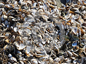 Mussels & shells on Cayuga shoreline photo