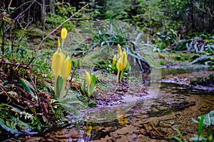 Yellow flower blooms in forest, British Columbia