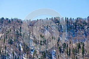 Late winter fir forest in mountain landscape