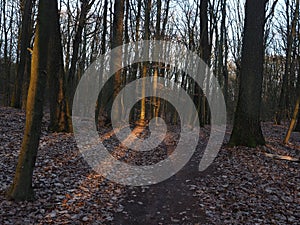 Late Winter Forest Path with Bare Trees