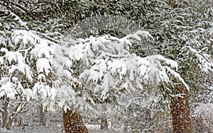 Late Winter snowstorm covering Eastern Hemlock