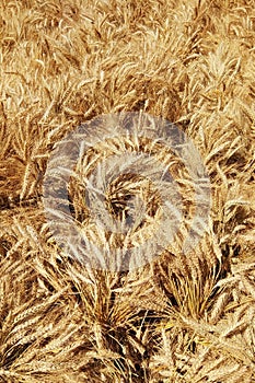 Lately harvested wheat dry plant bunches, artistic full frame