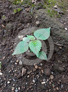 Lateng or jelateng is name of plants