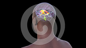 The lateral brain ventricles, 3D animation