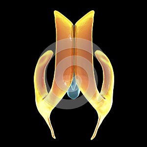 The lateral brain ventricles, illustration