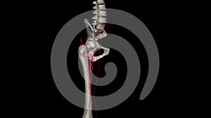 Lateral circumflex femoral artery