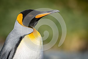 Lateral close-up of the head of a king penguin against a green background