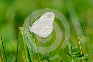 Pieridae butterfly photo