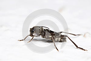 Lateral closeup of Black stem borer crembycidae