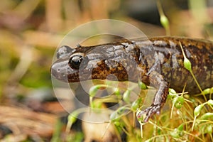 Lateral closeup of  Dunn`s salamander , Plethodon dunni  in Columbia river gorge , Oregon