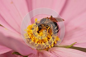 Lateral closeup of a female of the White-zoned furrow bee, Lasioglossum leucozonium on wood