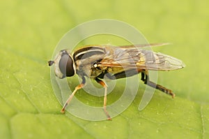 Lateral closeup on the large tiger hoverfly, Helophilus trivittatus, on a green leaf in the garden