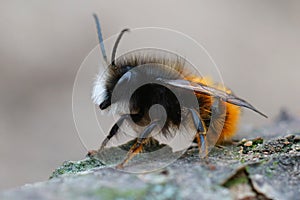 Lateral closeup of a male horned mason orchard bee,  Osmia cornuta waiting for some sun on a piece of wood photo
