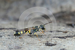 Lateral closeup of the a predator on flies, this is the field digger wasp, Mellinus arvensis photo