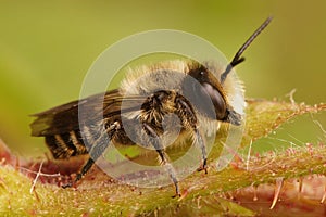 Lateral coseup on a male Patchwork leafcutter bee, Megachile centuncularis,