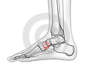 The lateral cuneiform bone