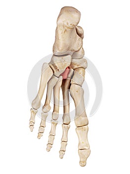 The lateral cuneiform bone