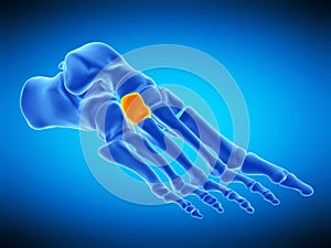 The lateral cuneiform bone