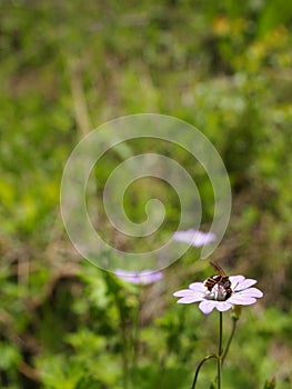 lateral detail of a mauve flower in blossom with a bee