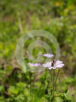 lateral detail of a mauve flower in blossom with a bee