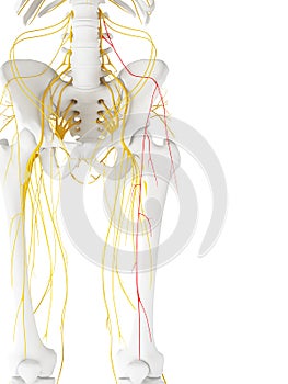 The Lateral Femoral Cutaneous Nerve