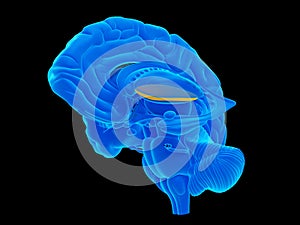 The lateral globus pallidus