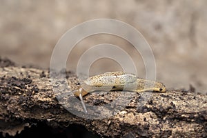 Lateral of Hedgehog slug (Arion intermedius), Satara, Maharashtra, India_1