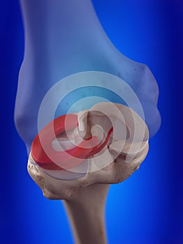 The lateral meniscus