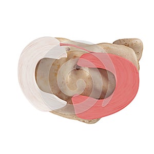 The lateral miniscus