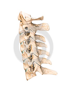 Lateral or profile view of the seven human cervical vertebrae isolated on white background 3D rendering illustration. Anatomy,