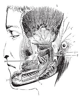 Lateral pterygoid or External pterygoid, vintage engraving