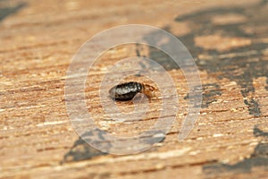 Lateral shot of Bed bug, Pune, Maharashtra, India.