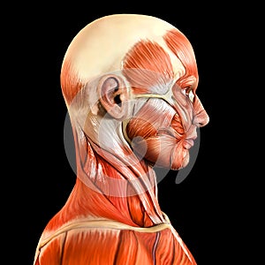 Lateral side facial face muscles