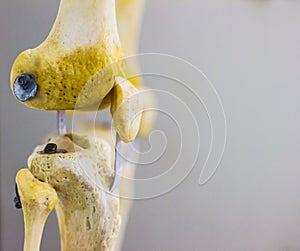 Lateral side view of articulated femur tibia fibula patella bones showing human knee joint anatomy in isolated white background wi