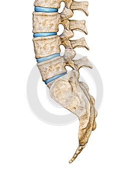 Lateral or side view of human sacrum and lumbar vertebrae isolated on white background 3D rendering illustration. Blank anatomical