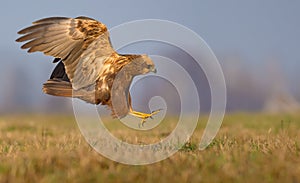 Lateral or side view of Western Marsh Harrier motion attack in speed flight with spreaded talons and claws